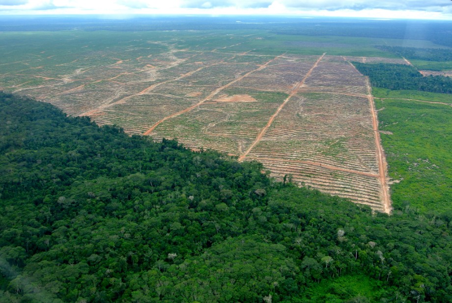 Ucayali-luftbild-1772 Rodung für Palmöl im Primärwald in Ucayali, Peru. Luftbild April 2014 Kontakt: info@regenwald.org